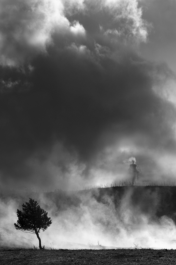 Tree Fog